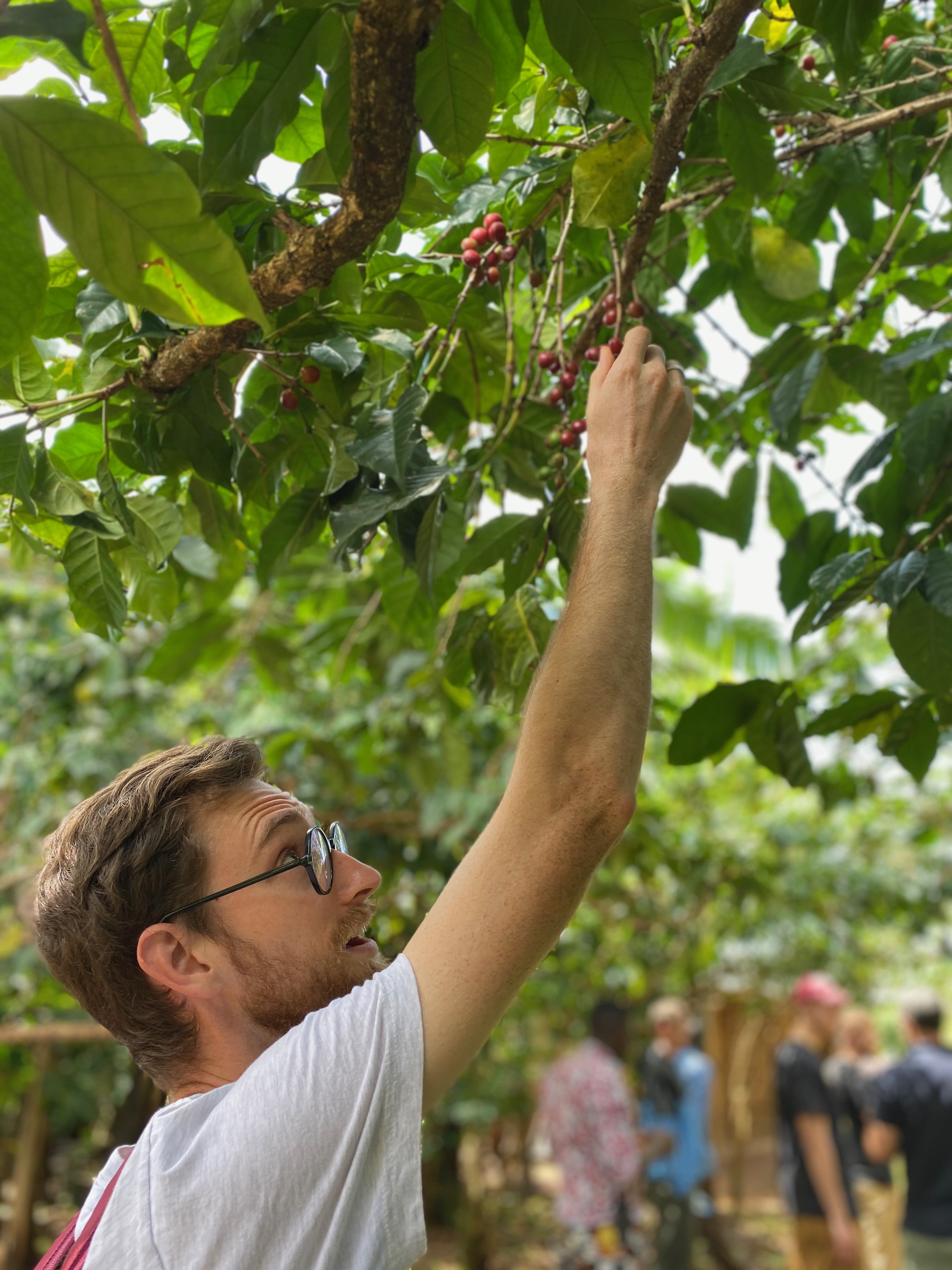 picture of me picking coffee cherries from a coffee tree